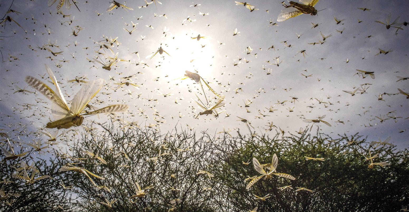 swarm locust