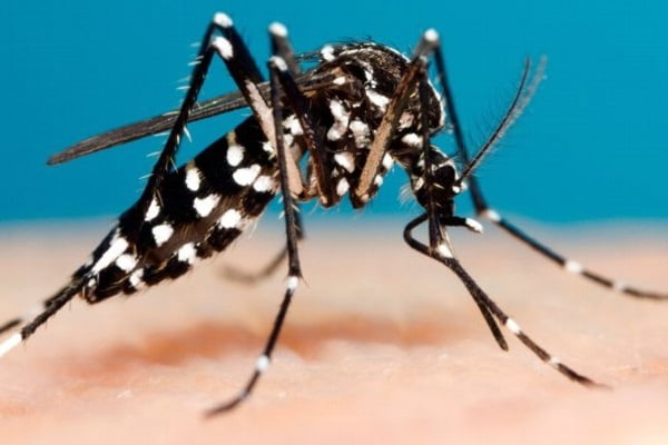dengue fever bd